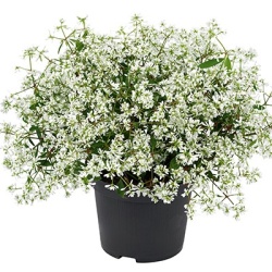 euphorbia_euphorbia-hypericifolia-euphoria-white