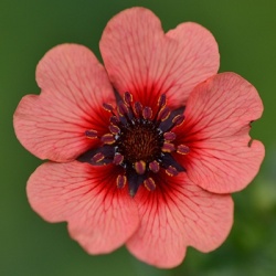ganzerik-potentilla-nepalensis-miss-willmott