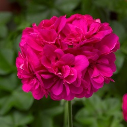 geranium_pelargonium-peltatum-corriente-hot-pink