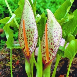 gevlekte-aronskelk-arum-maculatum