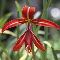 goudlelie-sprekelia-formosissima