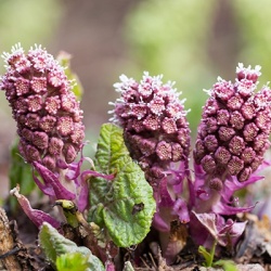 groot-hoefblad-petasites-hybridus