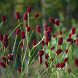 grote-pimpernel-sanguisorba-officinalis