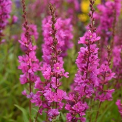 grote_kattenstaart_lythrum-sal-robin_pbr