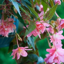 hangbegonia-begonia-x-tuberhybrida-illumination-f1-roses
