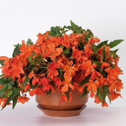 hangbegonia-begonia-x-tuberhybrida-tenella-f1-salmon-orange