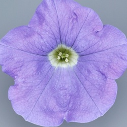 hangpetunia-surfinia-petunia-x-atkinsiana-surfinia-sky-blue-keilaubuf