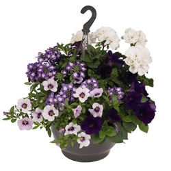 hangpot-mix-met-zomerbloeiers-confetti-garden-party-blue-lights