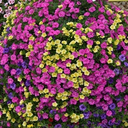hangpotten-calibrachoa-dubbel