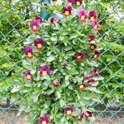 hangzakken-met-bloemen-23_1541930635