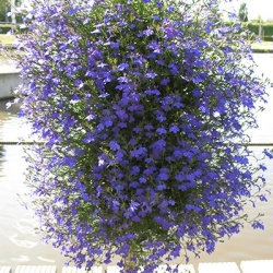 hangzakken-met-bloemen-34