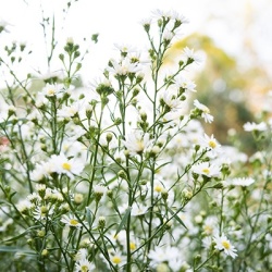 herfstaster-aster-ericoides-monte-cassino