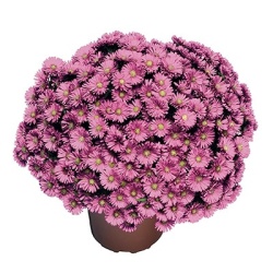herfstaster-aster-novi-belgii-magic-pink-pink-yomagic-pbr