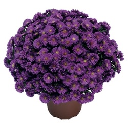 herfstaster-aster-novi-belgii-magic-purple-yomagic-pbr