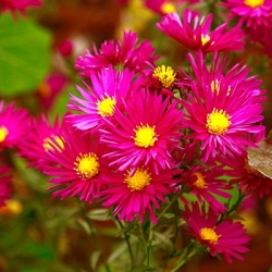 herfstaster-aster-novi-belgii-william-churchill