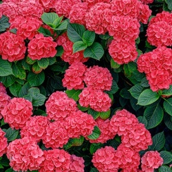 hortensia-hydrangea-macrophylla-alpengluhen