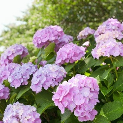 hortensia-hydrangea-macrophylla-bouquet-rose