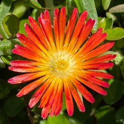 ijsbloemen_delosperma-cultivars-suntropics-red