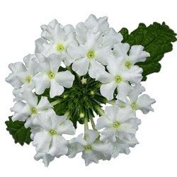 ijzerhard-verbena-x-peruviana-vectura-whites