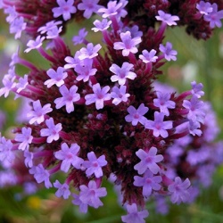 ijzerhard_verbena-bon-lollipop_pbr-eu31589