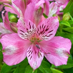 incalelie-alstroemeria-compact-oceane