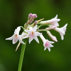 kaapse-knoflook-tulbaghia-violacea-alba