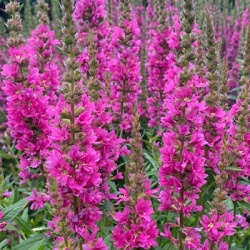 kattenstaart-lythrum-salicaria-robert