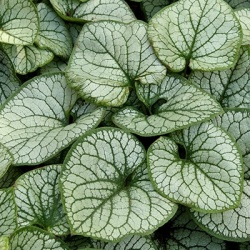 kaukasisch_vergeet-mij-nietje_brunnera-m-mr-morse-eu25449pp19947