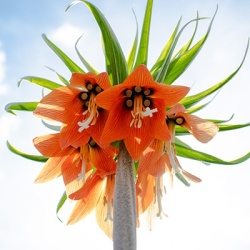keizerskroon-fritillary-imperialis-rubra-maximasch