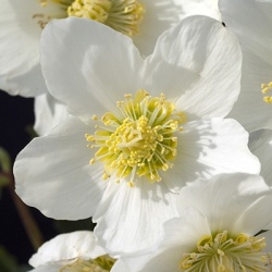 kerstroos_helleborus-x-hybridus2