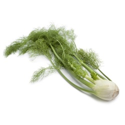knolvenkel-foeniculum-vulgare