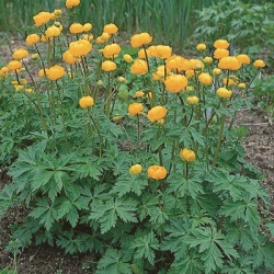 kogelbloem-rollius-chinensis-golden-queen