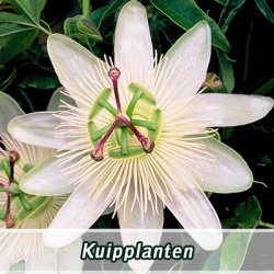 kuipplanten