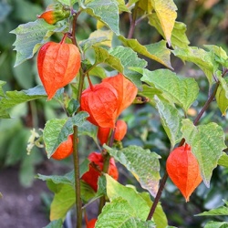 lampionplant-physalis-alkekengi-franchetii