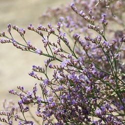 lamsoor-limonium-dazzle-rocks
