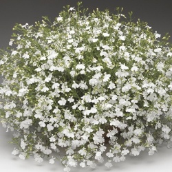 lobelia_lobelia-erinus-laguna-trailing-white