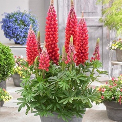 lupine-lupinus-west-country-beefeaterwalterblom