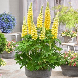 lupine-lupinus-west-country-desert-sunwalterblom