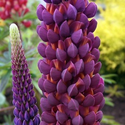 lupine-lupinus-west-country-masterpiecesch