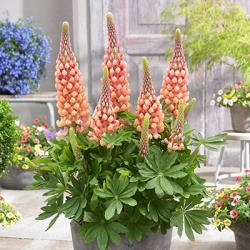lupine-lupinus-west-country-salmon-starwalterblom