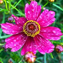 meisjesogen-coreopsis-verticillata-ruby