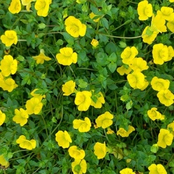 mercadonia-mecardonia-x-hybrida-auritas