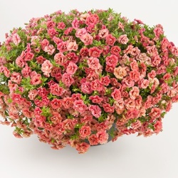 mini-dubbele_hangpetunia_calibrachoa-parviflora-can-can-rosies-apricote