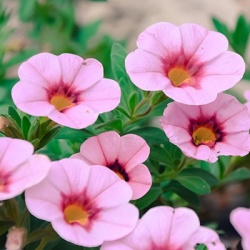 mini-petunia-calibrachoa-cultivars-calita-compact-pink-red-eyes