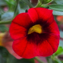 mini-petunia-calibrachoa-cultivars-calita-compact-scarlet-red-eyes