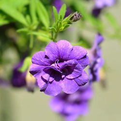 mini-petunia-calibrachoa-cultivars-calita-double-blues