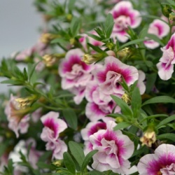 mini-petunia-calibrachoa-cultivars-calita-double-pink-bicolorhenk