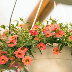 mini-petunia-calibrachoa-cultivars-calita-special-apricot-shadess