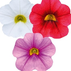 mini-petunia_calibrachoa-cultivars-calita-compact-trio-scarlet-red-eye-dark-blue-white