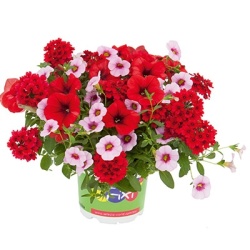 mix-3-in-1-trixi_coco-bello